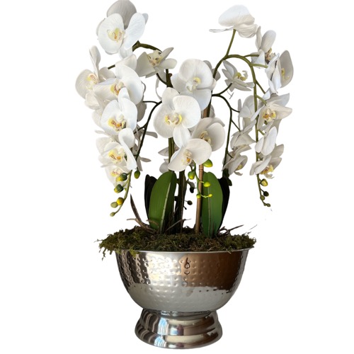 6 Stem Orchid in Silver Bowl