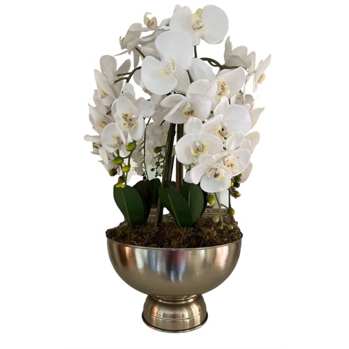 8 Stem Orchid in Champagne Bowl