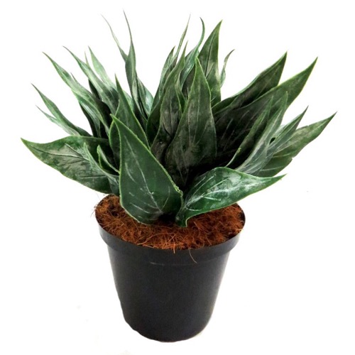 Artificial Aloe In Pot