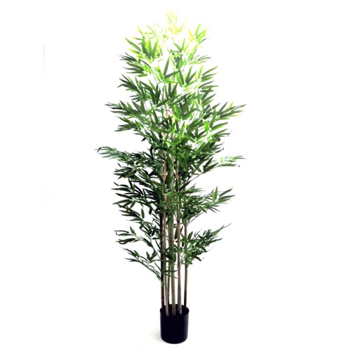 7 Trunk Bamboo Plant
